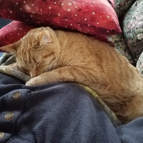 Meet your Posher, Lennis - Picture 2 of 3